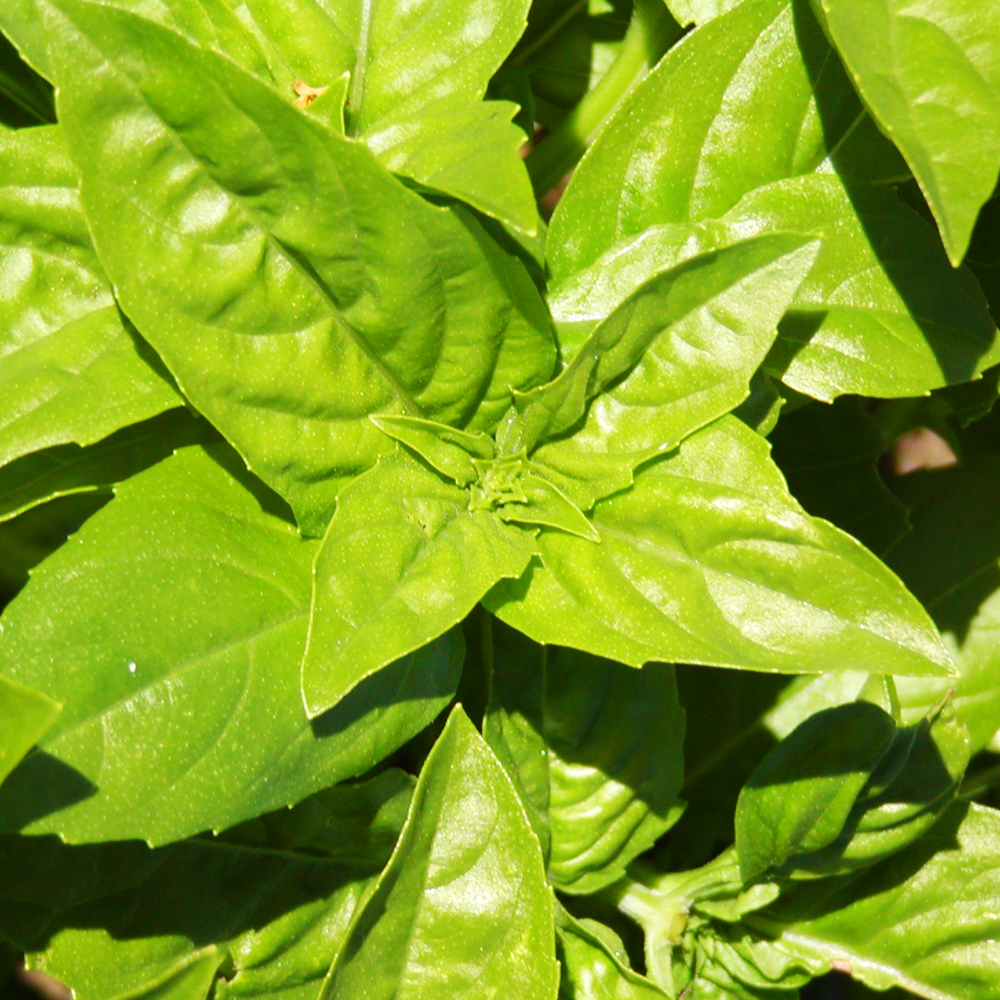 Genovese Basil Organic