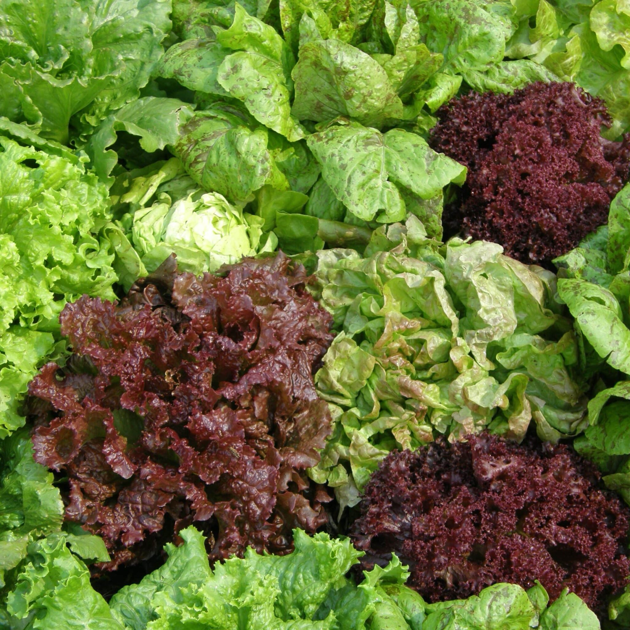 Mixed Lettuce Organic OGarden Smart Indoor Garden